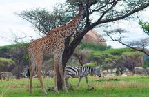 7 Days Lodge Safari.