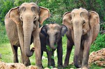 Yala National Park Safari from Ella 