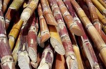 Sugar Cane Hacienda El Paraiso & Nature Day Tour
