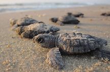 Private Turtle Watching Experience