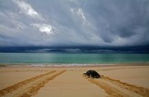Private Turtle Watching Experience