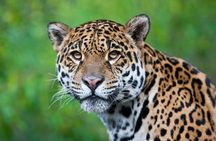 3-Day Charms of the Amazon jungle in Tambopata