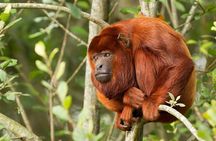 3-Day Charms of the Amazon jungle in Tambopata