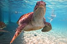 Swimming with sea turtles with the Award Winner 2023 & 2024