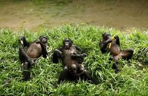 Exclusive Lola Ya Bonobo Sanctuary Tour