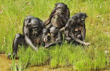 Exclusive Lola Ya Bonobo Sanctuary Tour
