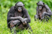 Exclusive Lola Ya Bonobo Sanctuary Tour