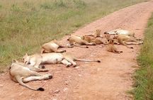 7 Days Maasai Mara, Lakes Nakuru, Naivasha & Amboseli Group Tour
