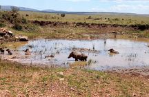 7 Days Maasai Mara, Lakes Nakuru, Naivasha & Amboseli Group Tour