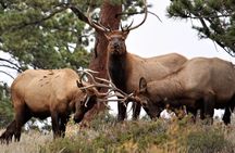 Private Rocky Mountain National Park Tour from Denver