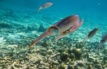 Private Tulum Ruins, Turtles in Akumal and Cenote Adventure