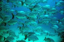 Private Tulum Ruins, Turtles in Akumal and Cenote Adventure