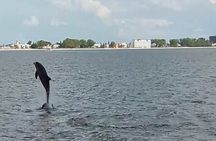 Dolphin Watching/Eco Cruise, John's Pass, Madeira Bch, FL 