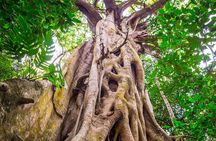 Mossman Gorge Adventure Day