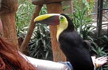 La Paz Waterfall Gardens and Wildlife Refuge Tour from San Jose