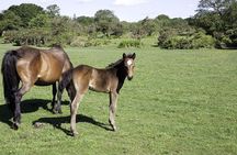 New Forest & Salisbury Day Tour from Southampton