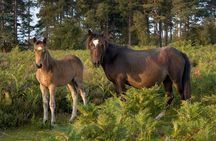 New Forest & Salisbury Day Tour from Southampton