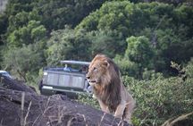 Masai Mara safari