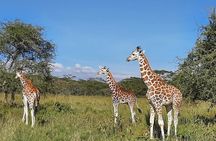 Masai Mara safari