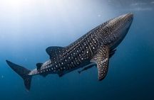 VIP Whale Shark Private Tour
