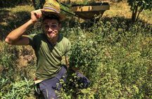 HERBS LAB - from plant to glass