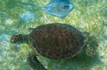 Private Turtles & Cenotes Adventure 