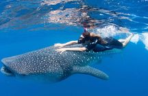 Whale Shark from Cancun, Riviera Maya and Tulum All Inclusive