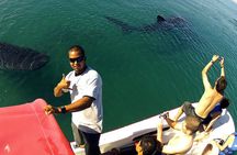 Whale Shark from Cancun, Riviera Maya and Tulum All Inclusive