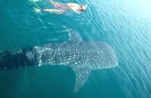 Whale Shark from Cancun, Riviera Maya and Tulum All Inclusive