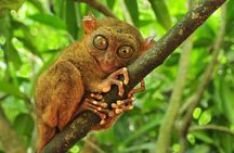 Full Day Bohol Highlights from Cebu
