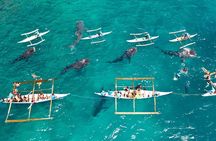 Oslob Whale Shark & Tumalog Waterfalls & Sumilon Sandbar