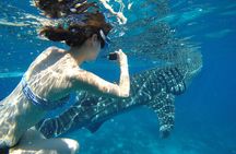 Oslob Whale Shark & Tumalog Waterfalls & Sumilon Sandbar