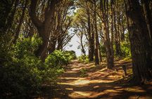 Wellington's Original HD LOTR Experience - includes Weta Tour