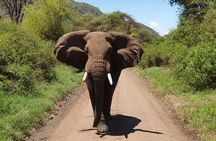 Day Trip to Manyara National Park From Arusha / Kilimanjaro