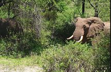 Day Trip to Manyara National Park From Arusha / Kilimanjaro