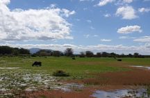 Day Trip to Manyara National Park From Arusha / Kilimanjaro