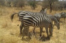 Day Trip To Arusha National Park