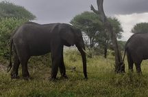 Day Trip To Arusha National Park