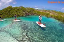 Turtle Eco Tour on Stand-Up Paddleboards or Kayaks into the National Marine Park