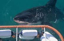 Shark Cage dive in Gansbaai see Bronze & Other, sometimes Great Whites