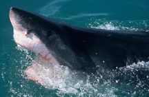 Shark Cage dive in Gansbaai see Bronze & Other, sometimes Great Whites