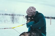 Husky Sledding Self-Drive Adventure in Tromso