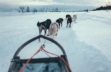 Husky Sledding Self-Drive Adventure in Tromso