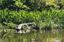 Highlights of New Orleans City and Swamp Tour Combination