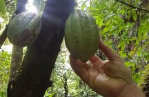 St Kitts Half-Day Rainforest Tour 