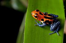 Costa Rica Top Adventure 8D/7N Vacation Package