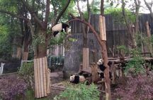 Dujiangyan Panda Center and Dujiangyan Irrigation System One Day Tour