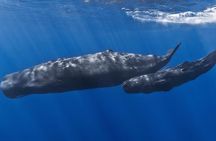 Private Waitukubuli Dolphin & Whale Watching 