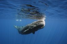 Private Waitukubuli Dolphin & Whale Watching 
