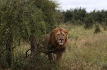 2 Day Mokoro Camping Safari - Boro Island Adventure